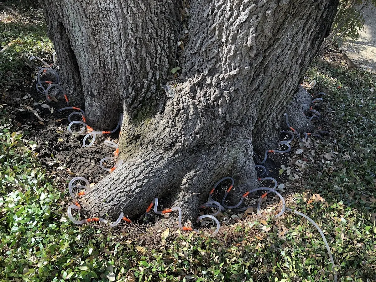 Detailed Shrub and Hedge Trimming job site in Hemphill