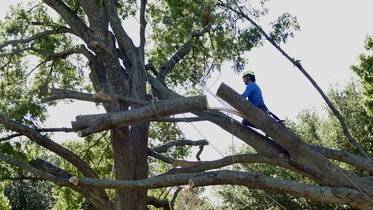 Professional Crown Thinning performed by certified arborists in Hemphill